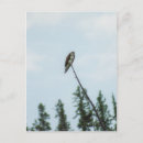 Buscar osprey postales Pájaro