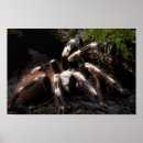 Buscar invertebrado posters Insectos