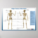 Buscar esqueletos posters Deportes