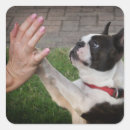 Buscar animales domésticos pegatinas Perro