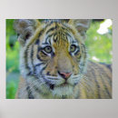 Buscar tigre siberiano posters Animal