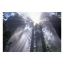 Buscar rayo de sol fotografía Árbol