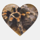 Buscar tarantula pegatinas Negro