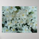 Buscar narciso posters Flores
