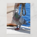 Buscar palomas postales General y unisex