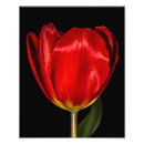 Buscar tulipanes hermosos posters Fotografía