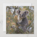 Buscar koalas tarjetas Para todos