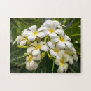 Buscar flor hawaiana puzzles Plumeria