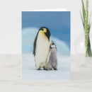 Buscar emperador tarjetas Animal joven