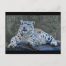 Buscar onza postales Gato