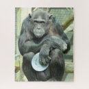 Buscar chimpancé puzzles Adorable