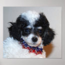 Buscar caniche arte Perrito