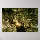 Buscar rayo de sol posters Bosque