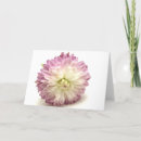 Buscar pom tarjetas Palma