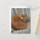 Buscar gato gordo postales Único