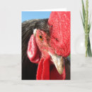 Buscar gallo rojo tarjetas Negro