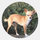 Buscar perritos de la chihuahua pegatinas Fotógrafo canino