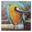 Buscar pájaro del mascota azulejos Adorable