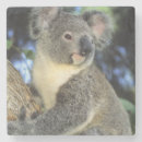 Buscar koala en árbol posavasos Marsupial