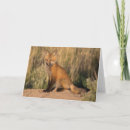 Buscar zorro rojo tarjetas Animales