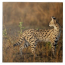 Buscar masai azulejos Vida silvestre