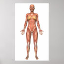 Buscar sistema muscular posters Imagen de origen digital