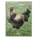 Buscar gallina libretas Granero