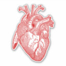 Buscar anatomía del corazón pegatinas Medicina