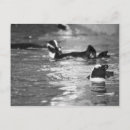 Buscar pingüino blanco y negro postales Fotografía