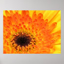 Buscar gerbera posters Primavera