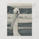 Buscar gaviota negra postales Aves marinas