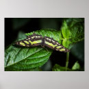 Buscar malaquita arte Verde