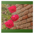 Buscar enredaderas azulejos Flores