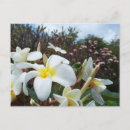 Buscar plumeria postales Flores