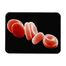 Buscar biología imanes Efecto