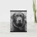 Buscar chocolate labrador tarjetas Cachorro