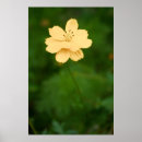Buscar armonía fotografía Amarillo