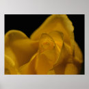 Buscar solo amarillo posters Flor