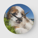 Buscar copy relojes de pared Animal
