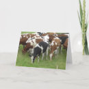 Buscar vacas fotograficas tarjetas 8 º tarjeta