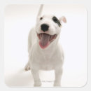Buscar lengua animal pegatinas Perro