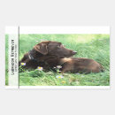 Buscar labrador retriever pegatinas Laboratorio