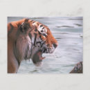 Buscar bostezo postales Naturaleza