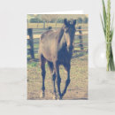Buscar amistoso fotografía Caballo
