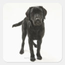 Buscar longitud pegatinas Negro