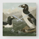 Buscar auk Ilustracion