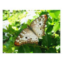 Buscar jazmín posters Tropical