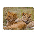 Buscar leon imanes Safari