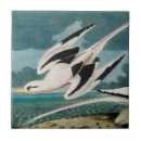 Buscar audubon azulejos Audubón