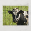 Buscar carne de vaca postales Animales